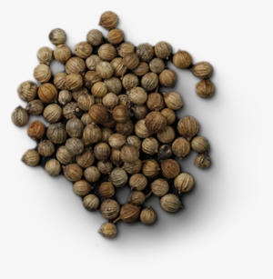 Coriander