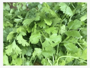 Cilantro - Coriander