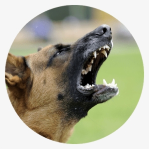 Does Your Dog Turn Into A Demon When He Sees Dogs Or - Varg Nordic Flora Pt 3