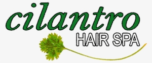 Cilantro Hair Spa - Cilantro Hair