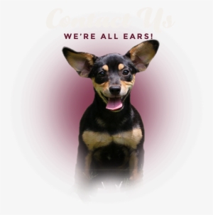 Contact Us We're All Ears - Pražský Krysařík