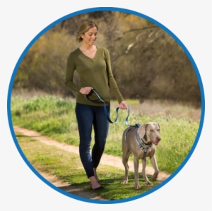 Halti Walking Demo - Company Of Animals Coa-hl034 H