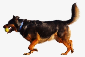 People Png 11 - Dog Playing With Ball Png