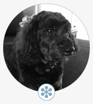 Your Designer - Bob - Cocker Spaniel