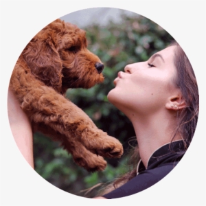 Labradoodle