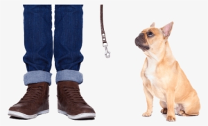 General Requirements - Pug Carlino Vs Bulldog Frances