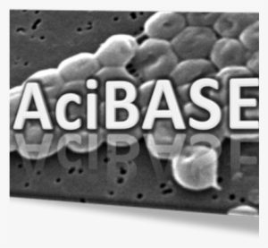 Jackie Chan - Acinetobacter Baumannii