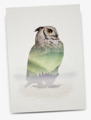 Shop Now - Great Horned Owl