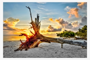Poster: Goodman's Sanibel Sunrise, 61x41in.