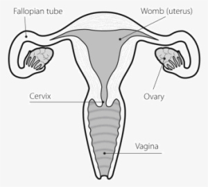 Ovary - Vagina Black And White