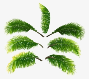 Palm Tree Leaves Png