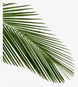 Go To Image - Palm Leaf With Transparent