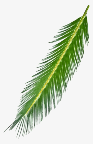 Palm Leaf