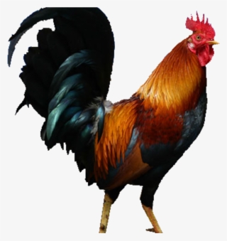 Cock Png