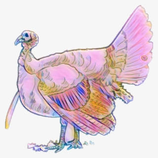 Turkey Sticker - Domesticated Turkey