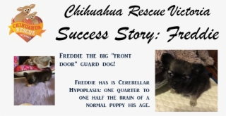 Freddie Has Cerebellar Hypoplasia, So He Will Stay - German Spitz Mittel