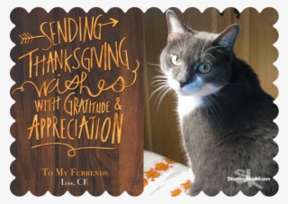 Happy Turkey Day - Domestic Short-haired Cat