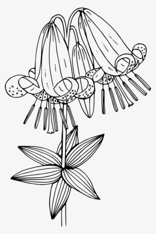 Oregon Lily - Illustration