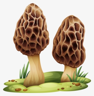 Hocus Pocus Mushroom Kit - Mushroom With Transparent Background