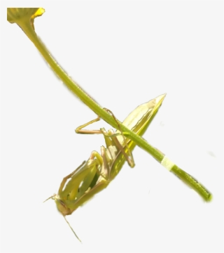 Praying Mantis Prayingmanthis Prayingmantis Prayinmant - Mantidae