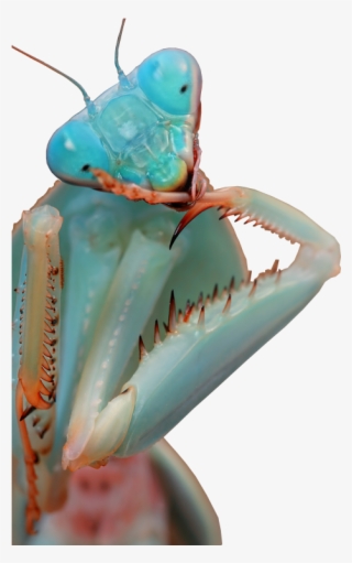 Pin By Tamarah Fiechter-watson On Bug Me - Blue Orchid Praying Mantis