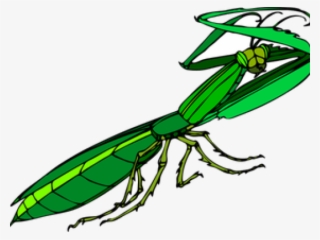 Mantis Religiosa Png