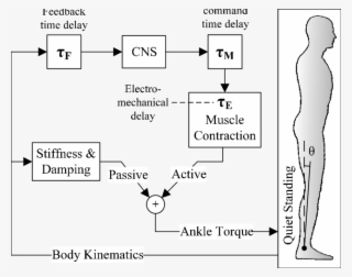 Neural-mechanical Control Concept Of Quiet Standing - Diagram