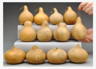 Fancy Hook Craft-ready Gourd Ornaments - Gourd