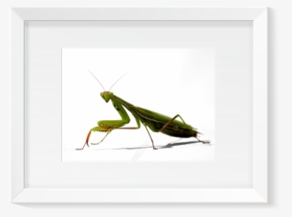 Boutique - Mantis - Cedric Darrigrand - Kreatox - Tirage - Grasshopper