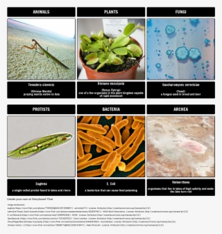 Kingdoms - Escherichia Coli