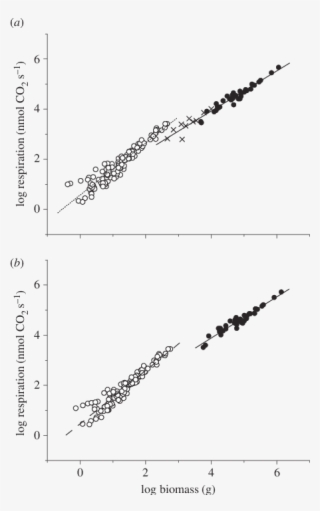 Log Log Bivariate Plots For Respiration Rates Versus - Plot