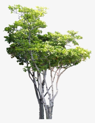 Small Tree Tree Psd, B Tree, Tree Photoshop, Tree Cut - Arboles Png Para Renders