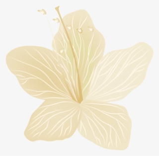 Free Png Download Flower Transparent Png Images Background - Chinese Hibiscus