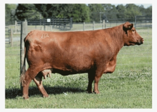 Brown - Dairy Cow