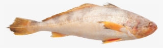Croaker - Croaker Fish Png
