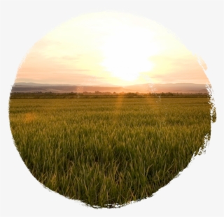 Making Rice Vinegar - Grass