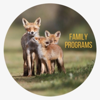 Event & Program Calendar - Happy Animal Family