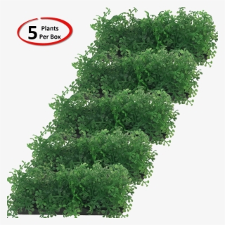 View Larger - Shortleaf Black Spruce