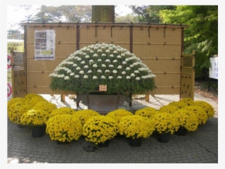 The Chrysanthemum Exhibition At The Shinjuku Gate - Chrysanths
