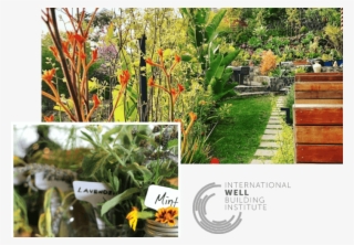 Moonlight Beach International Wellbeing Institute - Torch Lily