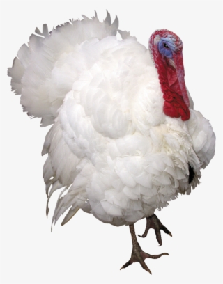 Turkey Bird Png, Download Png Image With Transparent - Индюк Png