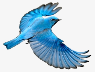 Free Png Download Flying Mountain Blue Bird Png Images - Blue Bird Wings Spread