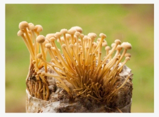 The Enokitake Patch Fungi