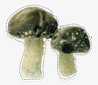 Shiitakés La Caverne