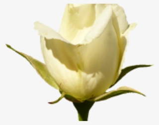 Purple Rose Clipart Valentine Rose - Valentine Wishes With Rose