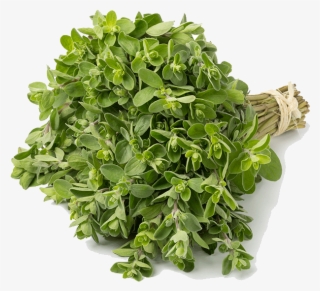 Marjoram - Grass