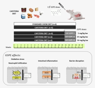 Related Elements - Graphical Abstract Molecular Nutrition Food Research