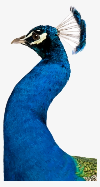 Peafowl