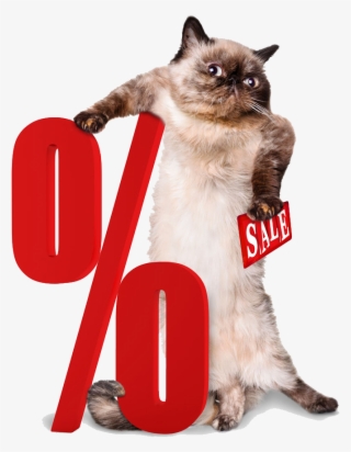 Percentage Png Clipart - Cat With A Suitcase