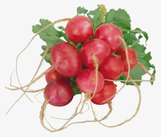 Radish Png - Редька На Прозрачном Фоне